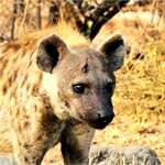 hyena ii